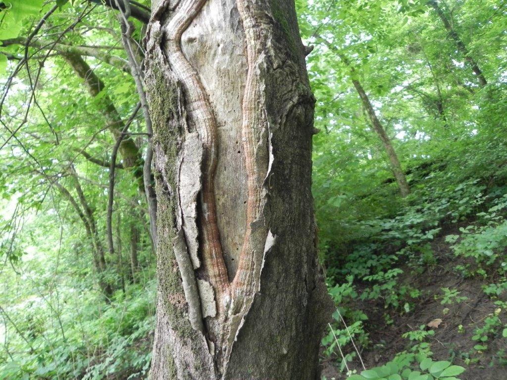 JMF | Invasive Plants